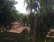 1ª  CASA EM MORADA DE VILA BETHÂNIA - VIANA E.S.